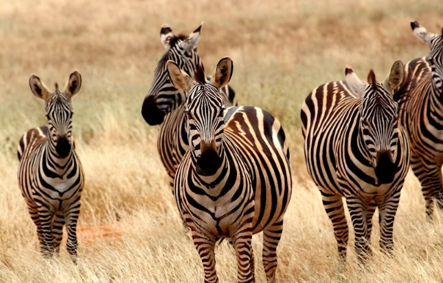 Tsavo East Safari with Overnight Stay at Ashnil Aruba Lodge - Image 3